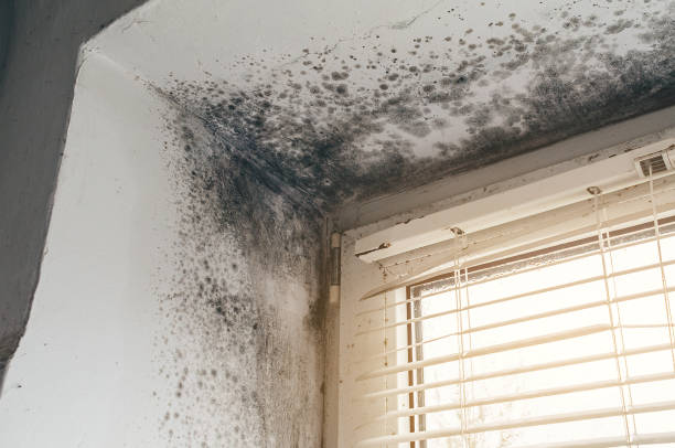 Affordable Mold Remediation solutions in Rougemont, NC